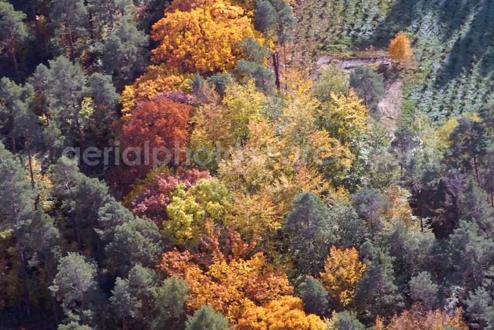 Aerial image Meißen - Blick auf die herbstliche Stimmung in der Nähe des Sophienteiches.