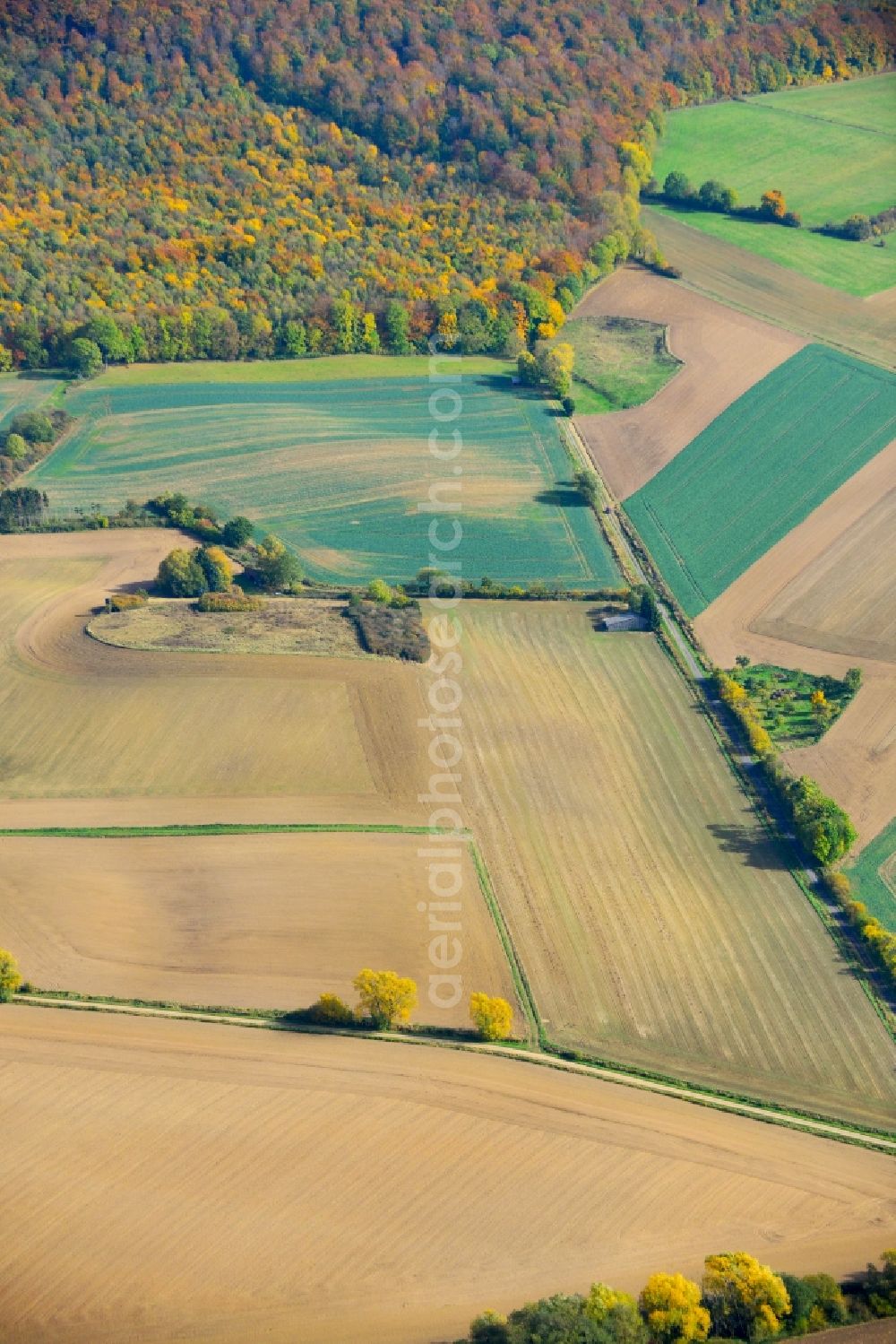 Aerial photograph Eschershausen - View of an autumnal landscape with field structures, agricultural land and a large forested area in Eschershausen in Lower Saxony