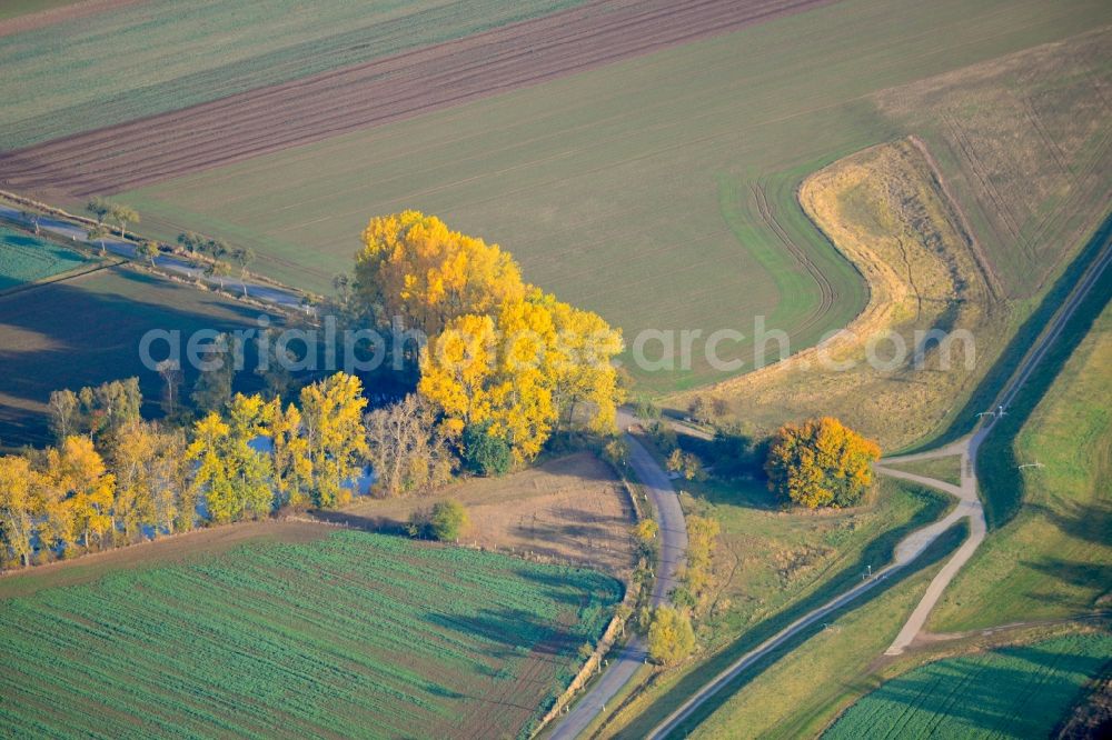 Buch from above - Autumnal view of an avenue of trees along the Kreisstraße K 1194 in Buch in Saxony-Anhalt