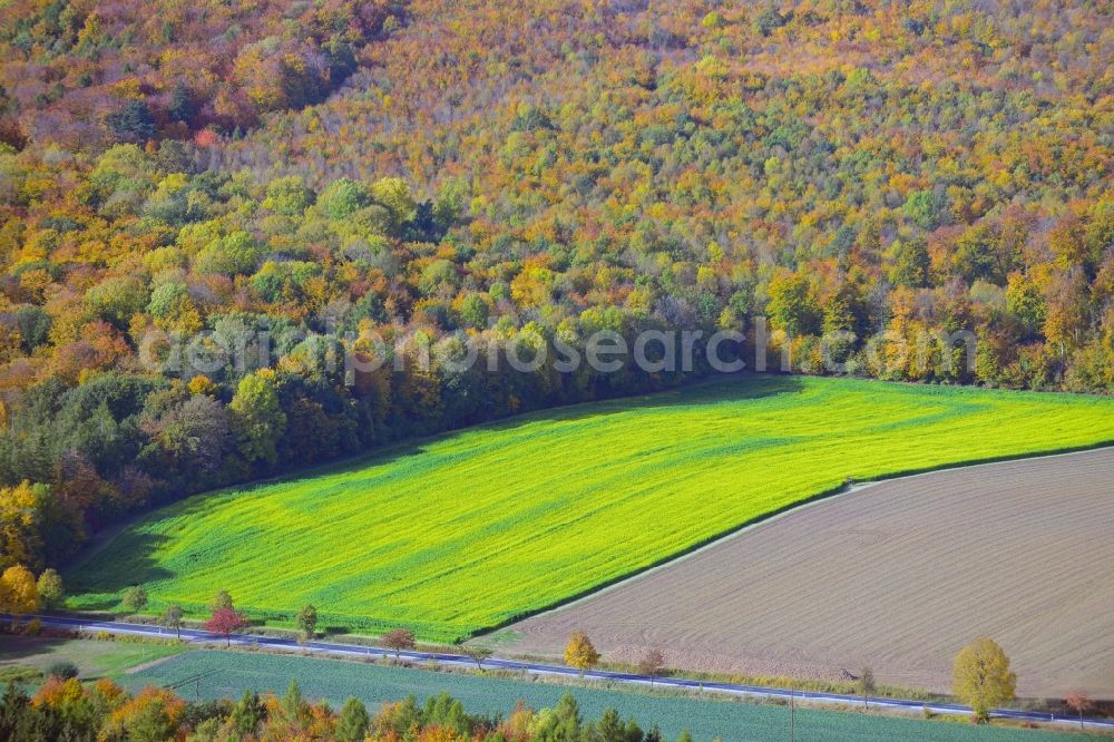 Liebenburg from the bird's eye view: View of an autumnal forestland in Liebenburg in Lower-Saxony