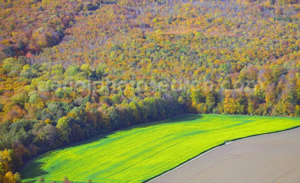 Aerial photograph Liebenburg - View of an autumnal forestland in Liebenburg in Lower-Saxony