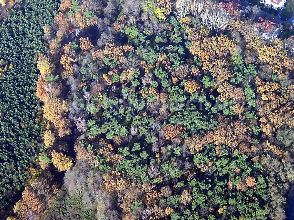 Neuenhagen / BRB from above - Herbstwaldstimmung bei Neuenhagen Neuenhagen / BRB