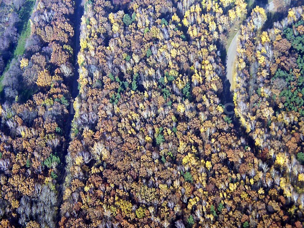 Neuenhagen / BRB from the bird's eye view: Herbstwaldstimmung bei Neuenhagen Neuenhagen / BRB