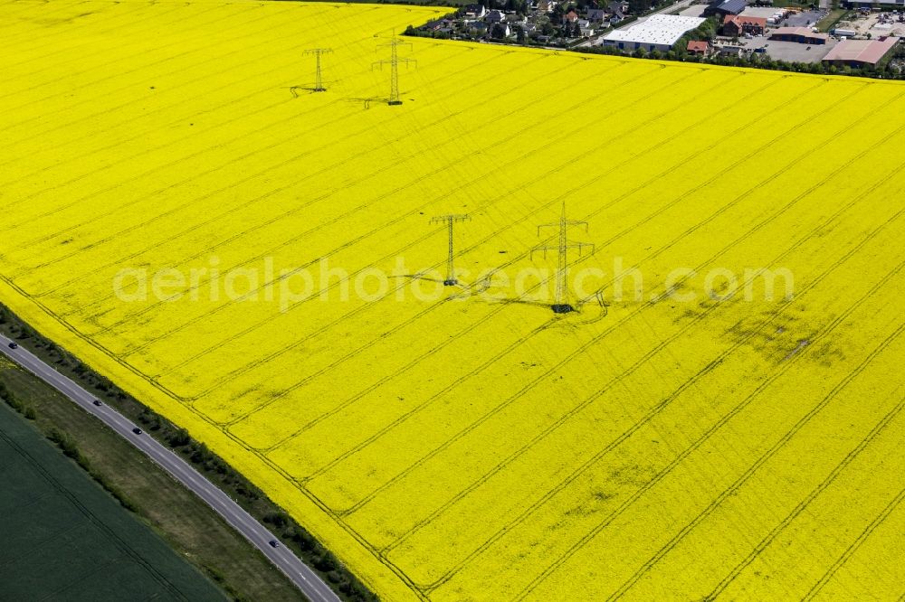 Aerial photograph Werneuchen - Power lines and pylons on a yellow rapeseed field in Werneuchen in the state of Brandenburg