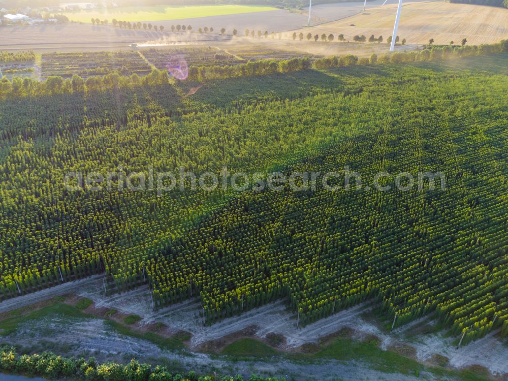 Elstra from above - Hop plantation in Elstra in the state of Saxony, Germany