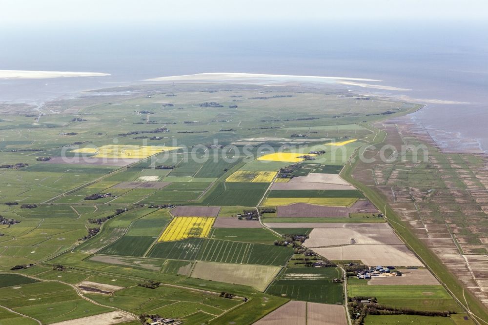 Osterhever from the bird's eye view: Houses and farms surrounded from fields in Augustenkoog in the federal state Schleswig-Holstein