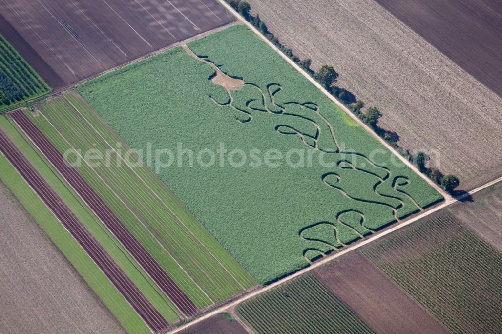 Aerial image Gönnheim - Maze - Labyrinth in a field in Goennheim in the state Rhineland-Palatinate, Germany