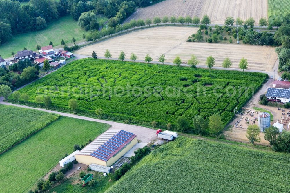 Aerial image Steinweiler - Maze - Labyrinth on a corn-field in Steinweiler in the state Rhineland-Palatinate, Germany