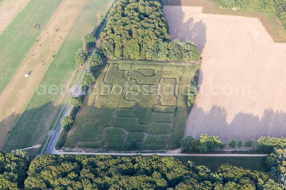 Aerial photograph Amelinghausen - Maze - Labyrinth in a corn-field in Amelinghausen in the state Lower Saxony, Germany