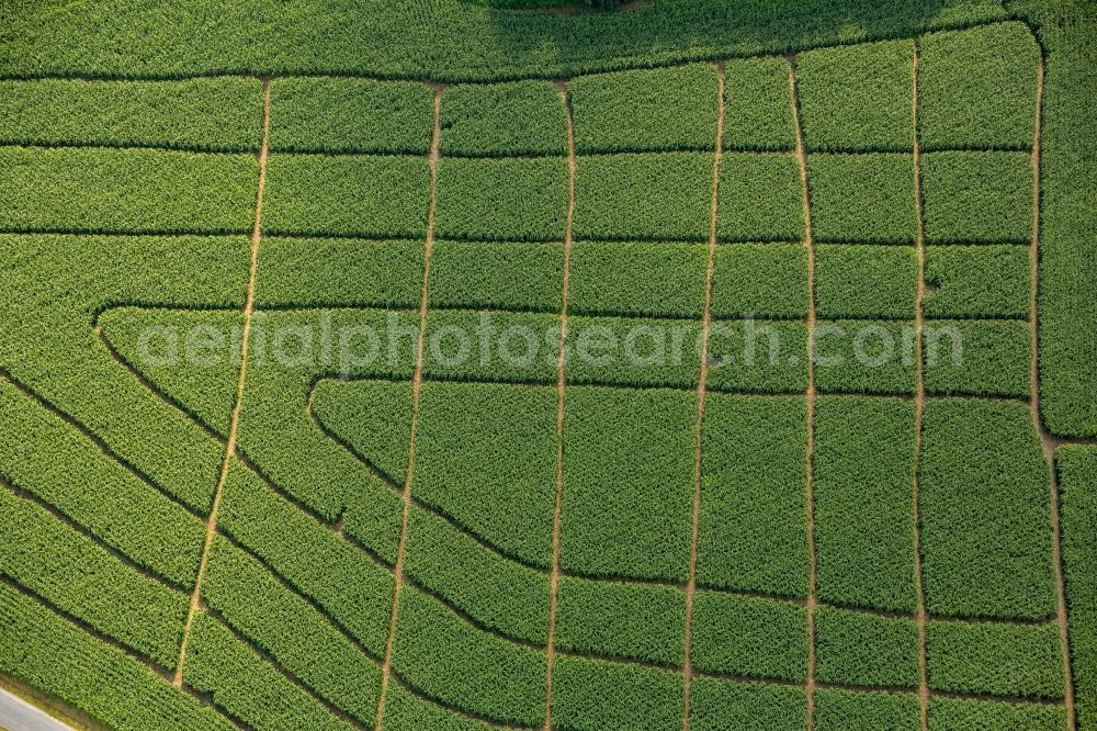 Hattingen from the bird's eye view: Maze - Labyrinth on a cornfield of the Bergerhof in Hattingen in the state North Rhine-Westphalia