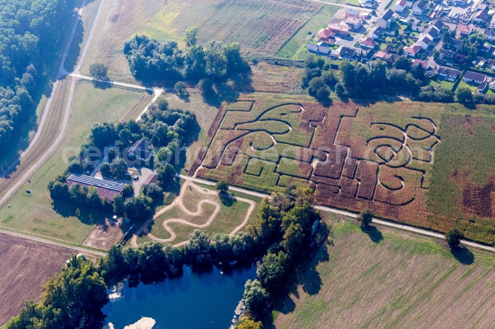 Leimersheim from the bird's eye view: Maze - Labyrinth on einem Maisfeld in Leimersheim in the state Rhineland-Palatinate, Germany