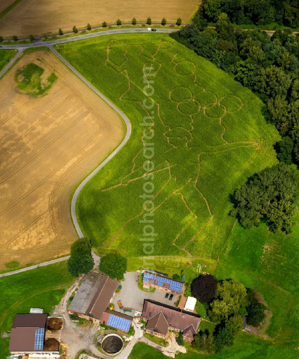 Selm from above - Maze - Labyrinth with the outlines of the Olympic rings and sporty designs on cornfields his Norbert Luenemann horse breeding in Selm in North Rhine-Westphalia