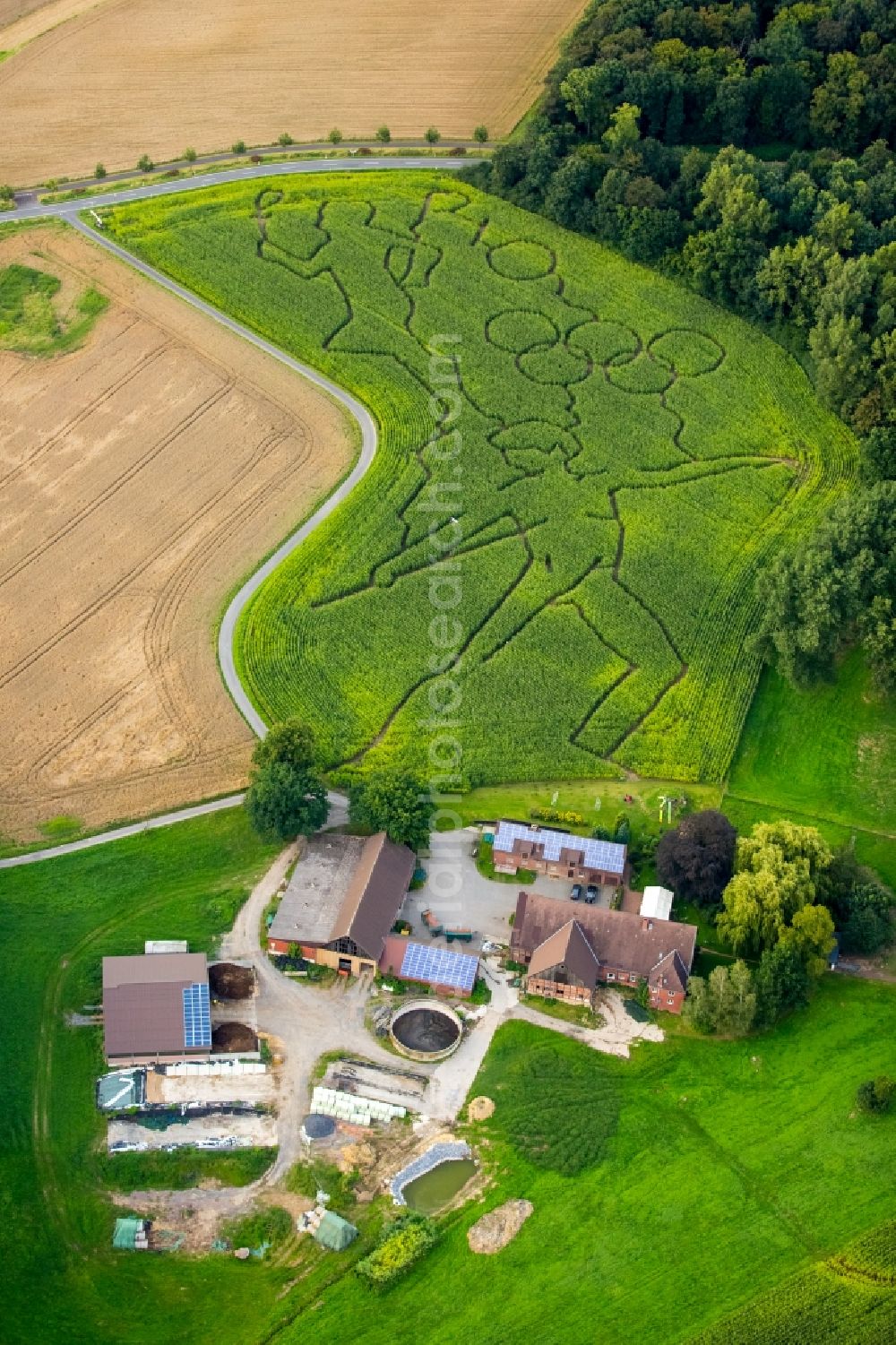 Aerial image Selm - Maze - Labyrinth with the outlines of the Olympic rings and sporty designs on cornfields his Norbert Luenemann horse breeding in Selm in North Rhine-Westphalia