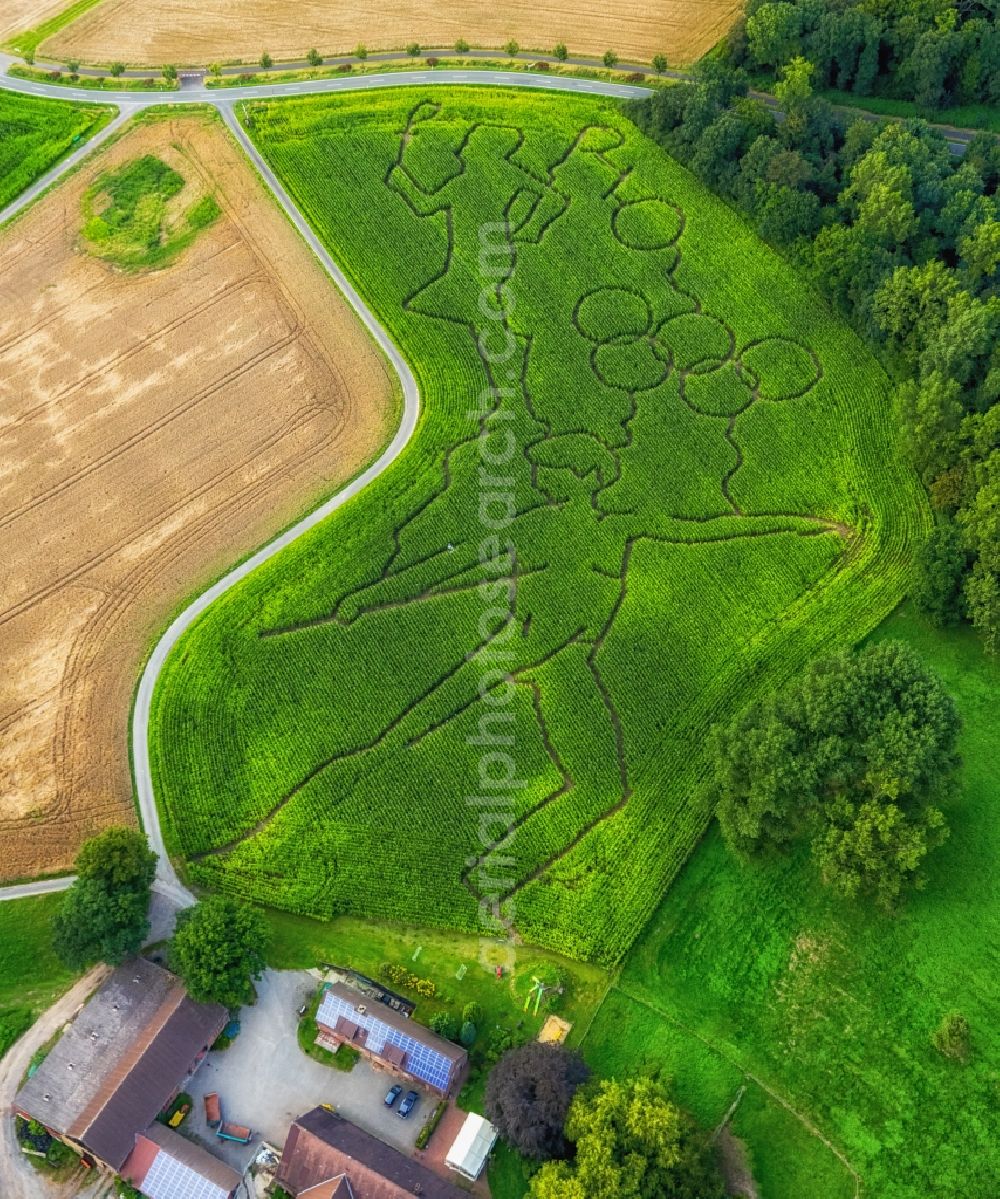 Aerial photograph Selm - Maze - Labyrinth with the outlines of the Olympic rings and sporty designs on cornfields his Norbert Luenemann horse breeding in Selm in North Rhine-Westphalia