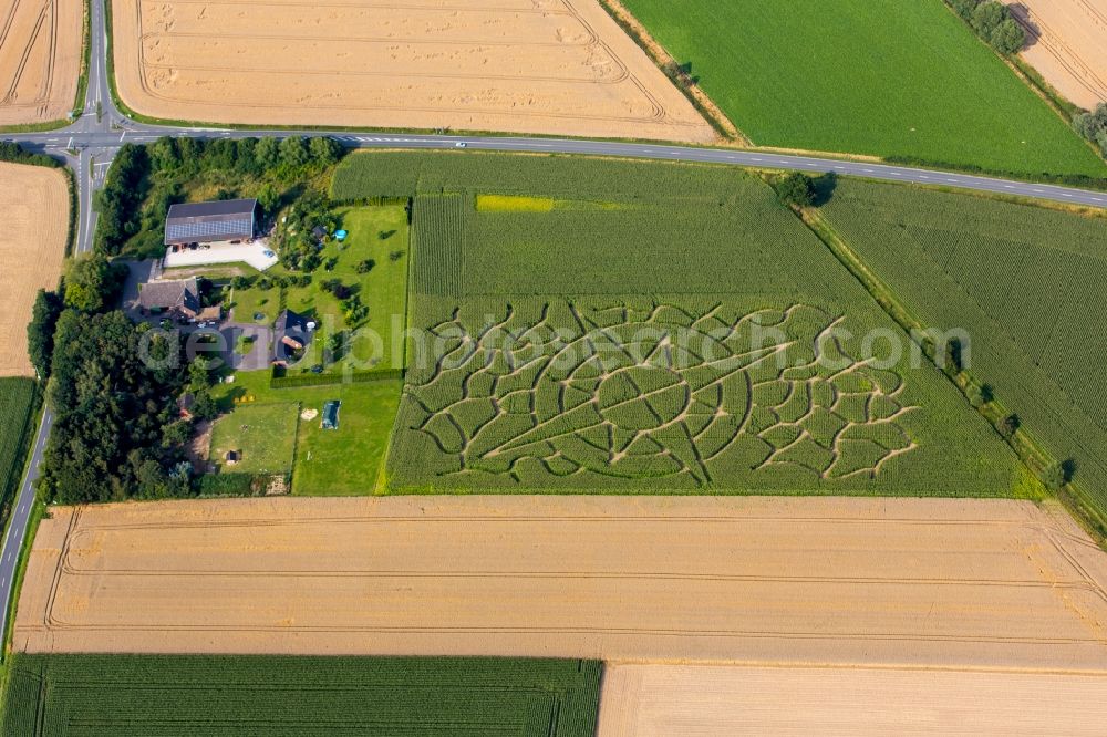 Soest from the bird's eye view: Maze - Labyrinth with the outline of a compass rose in a corn- field in Soest in the state North Rhine-Westphalia