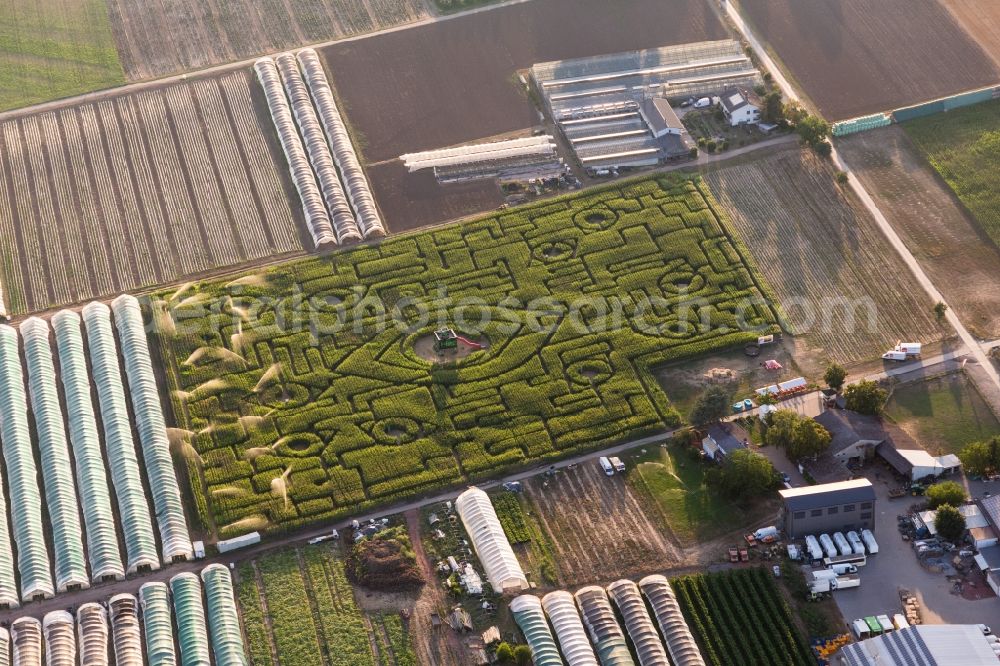 Aerial photograph Ladenburg - Maze - Labyrinth with the outline of eyes in a corn-field on the Hegehof in Ladenburg in the state Baden-Wurttemberg, Germany