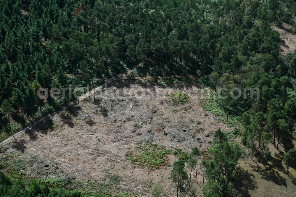 Aerial photograph Kletzke - Bald area of a cleared forest in Kletzke in the state Brandenburg, Germany