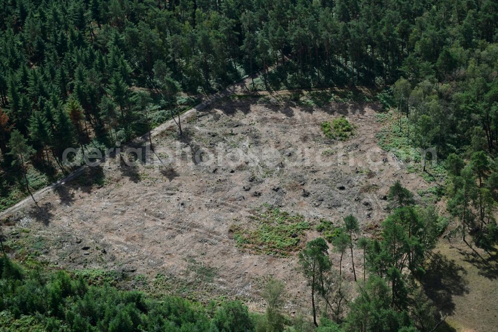 Kletzke from above - Bald area of a cleared forest in Kletzke in the state Brandenburg, Germany