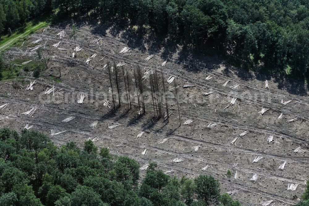 Netphen from the bird's eye view: Bald area of a cleared forest in Netphen in the state North Rhine-Westphalia, Germany