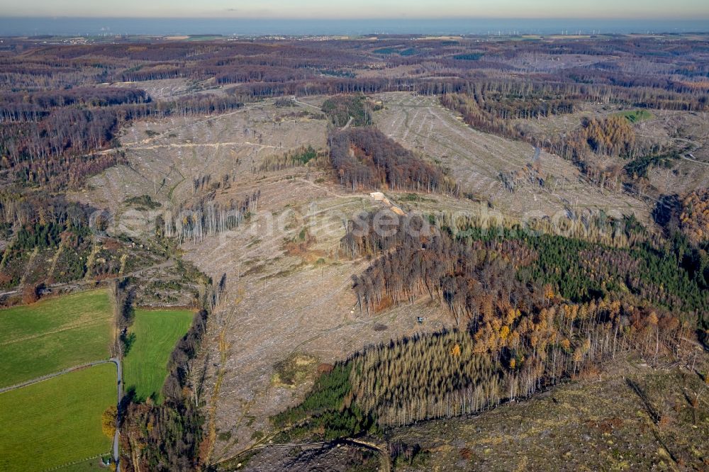 Oeventrop from the bird's eye view: Bald area of a cleared forest in Oeventrop in the state North Rhine-Westphalia, Germany