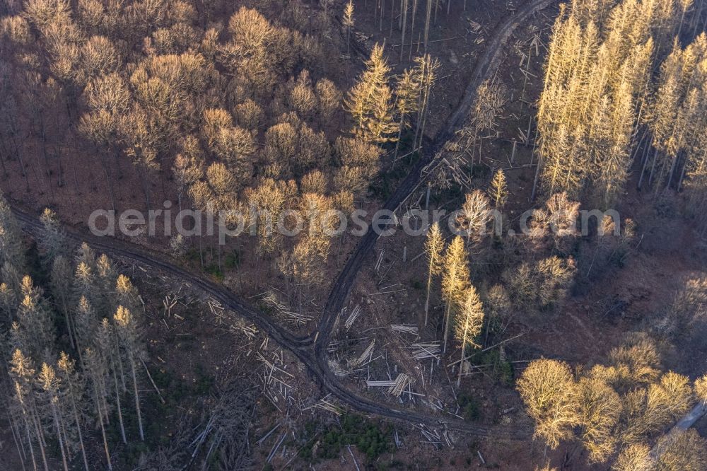 Aerial image Hagen - Bare forest area in a wooded area due to clearing - forest area in the center of the village in the district Dahl in Hagen at Ruhrgebiet in the state North Rhine-Westphalia, Germany