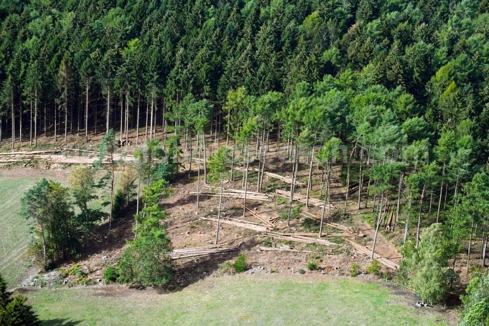 Aerial photograph Georgsmarienhütte - Bald area of a cleared forest of Teutoburger Wald in Georgsmarienhuette in the state Lower Saxony, Germany