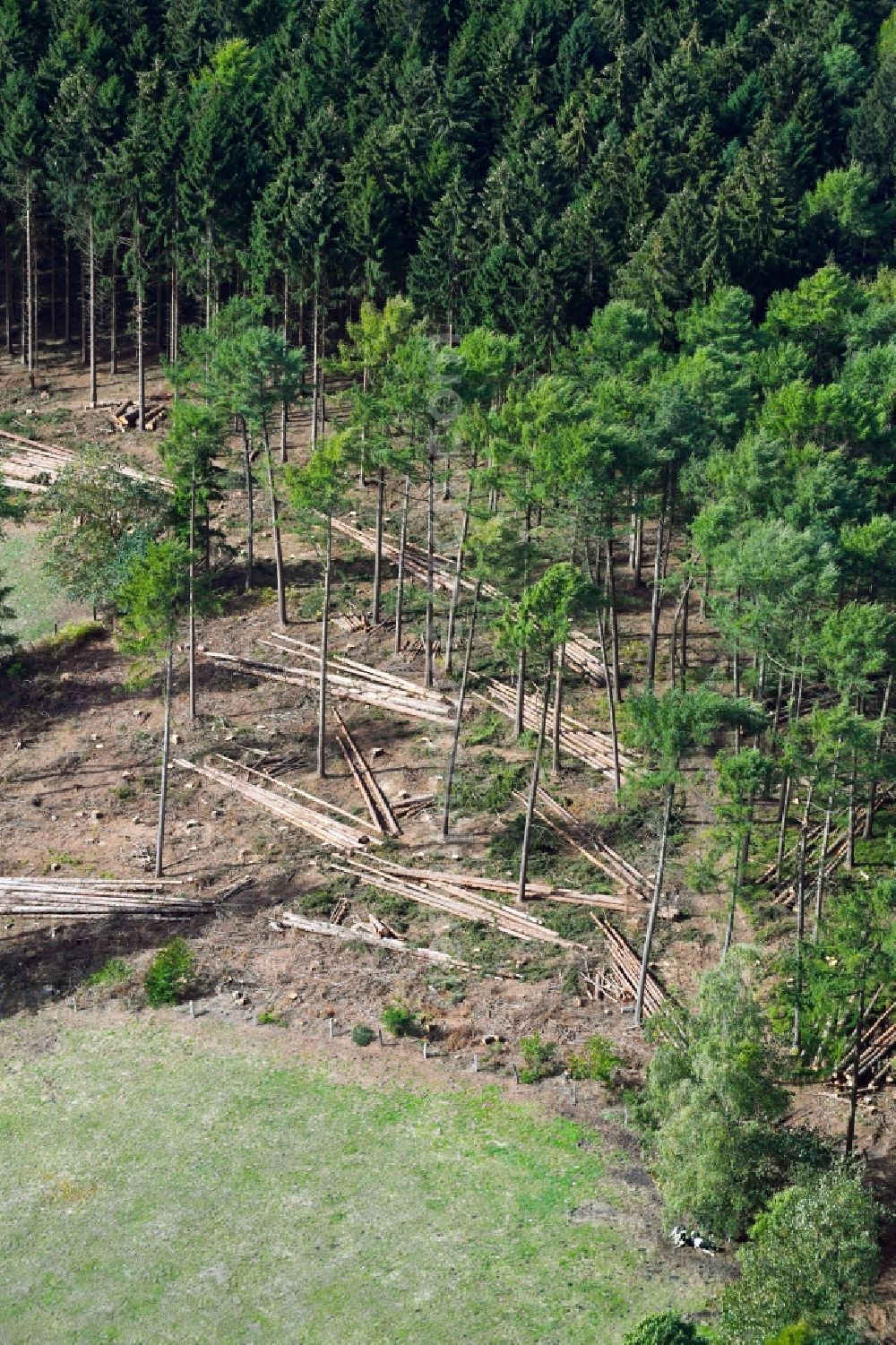 Georgsmarienhütte from the bird's eye view: Bald area of a cleared forest of Teutoburger Wald in Georgsmarienhuette in the state Lower Saxony, Germany