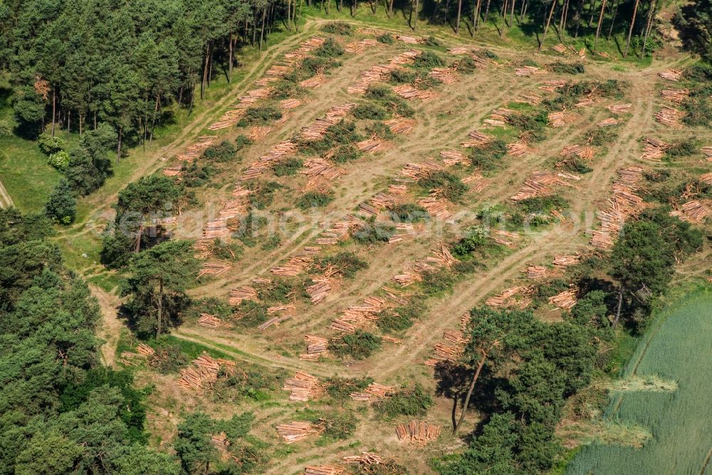 Aerial photograph Niemegk - Glade of pine forest in Niemegk in the state Brandenburg, Germany