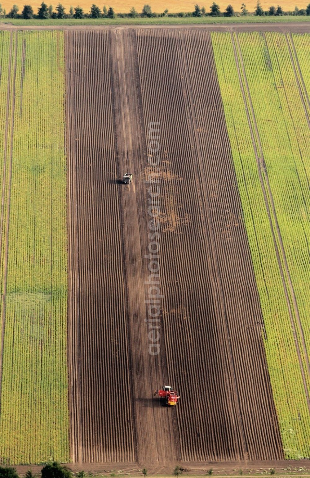 Aerial photograph Nottleben - Tractor with potato harvester at potato harvest on a field in Nottleben in Thuringia