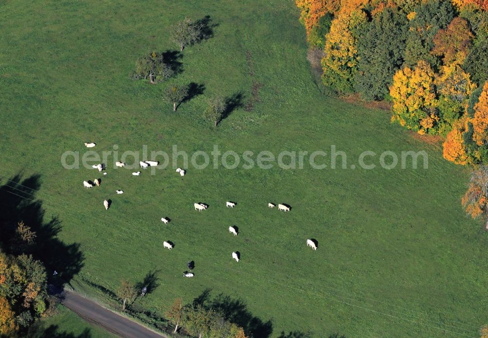 Aerial image Oßmaritz - Cows on a pasture at Oßmaritz in the Bucha municipality in Thuringia