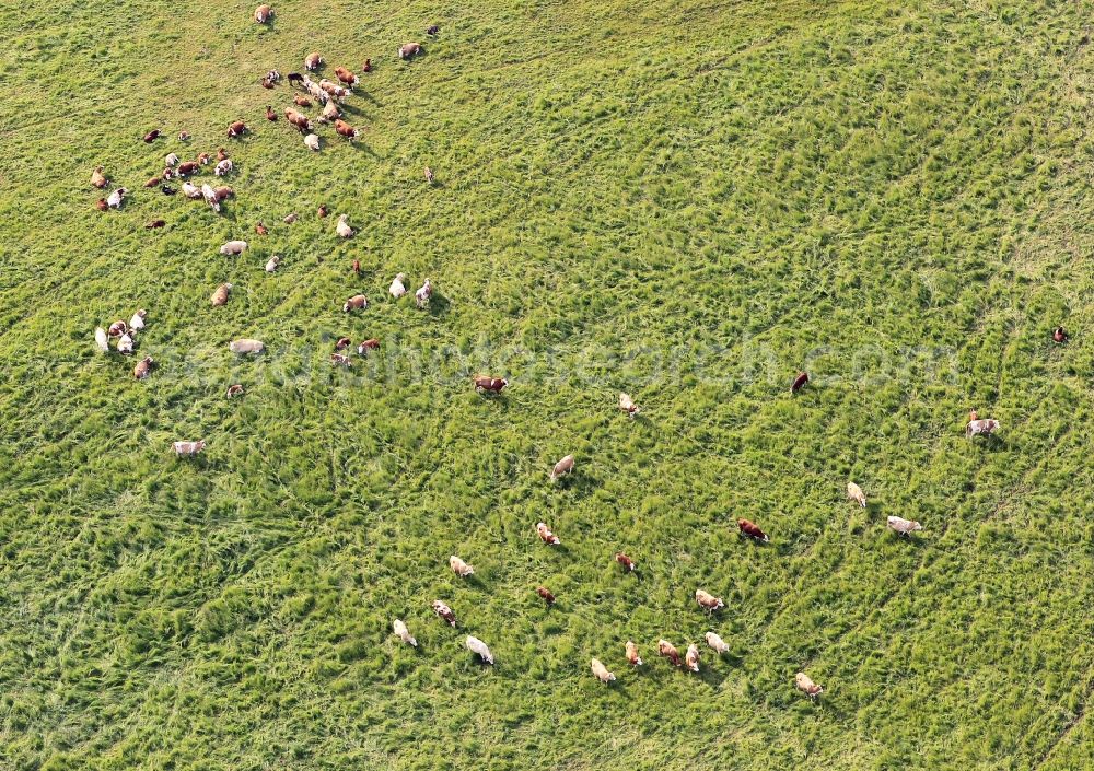 Ortshausen-Wülfershausen from the bird's eye view: Cows on a pasture at Osthausen-Wülfershausen in Thuringia