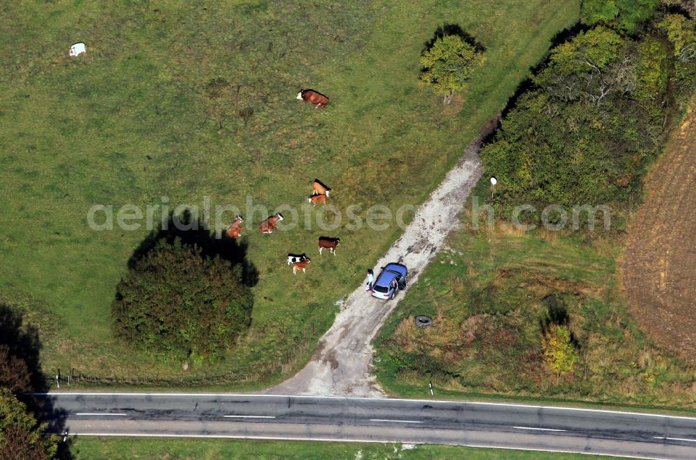 Riechheim from the bird's eye view: Cows on a meadow near Riechheim in Thuringia