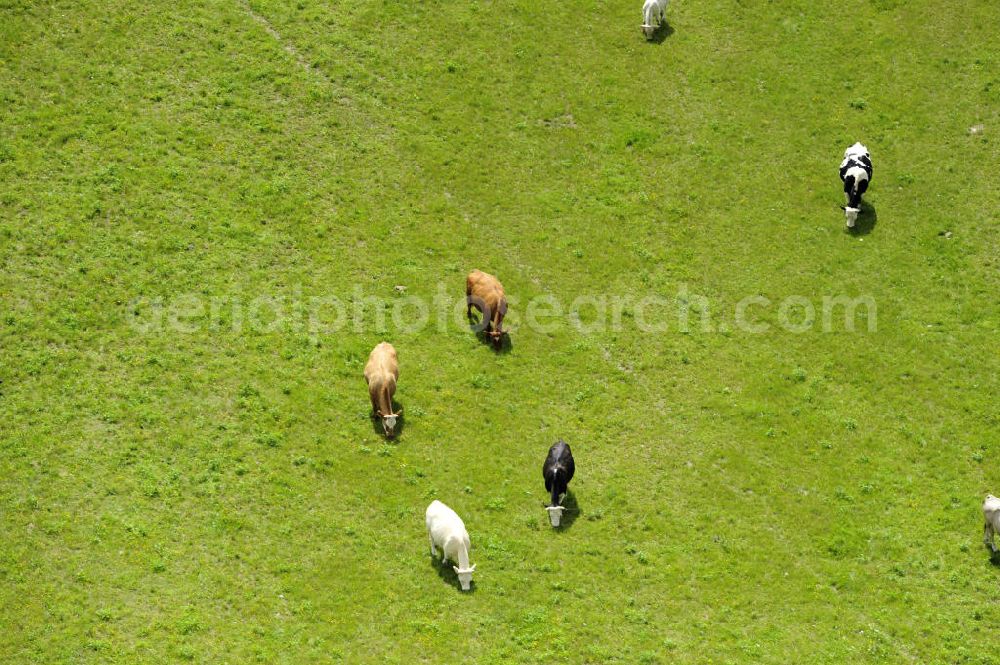 Aerial image Klein Dratow - Kühe auf einer Wiese in der Nähe von Klein Dratow, Mecklenburg-Vorpommern. Cows on a meadow near Klein Dratow, Mecklenburg-Western Pomerania.