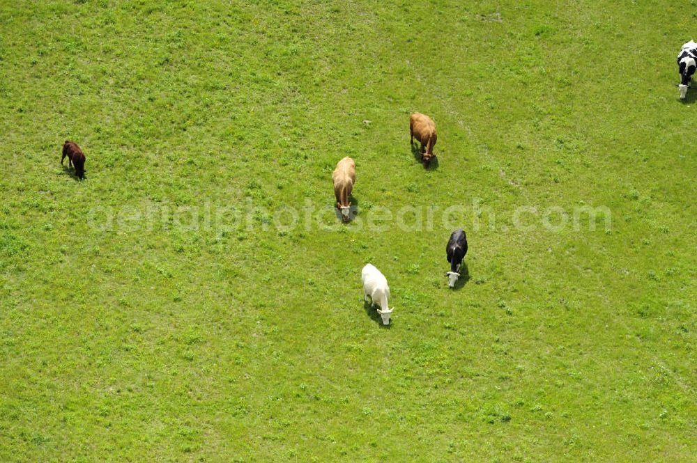 Aerial photograph Klein Dratow - Kühe auf einer Wiese in der Nähe von Klein Dratow, Mecklenburg-Vorpommern. Cows on a meadow near Klein Dratow, Mecklenburg-Western Pomerania.