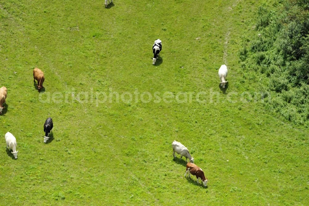 Klein Dratow from above - Kühe auf einer Wiese in der Nähe von Klein Dratow, Mecklenburg-Vorpommern. Cows on a meadow near Klein Dratow, Mecklenburg-Western Pomerania.