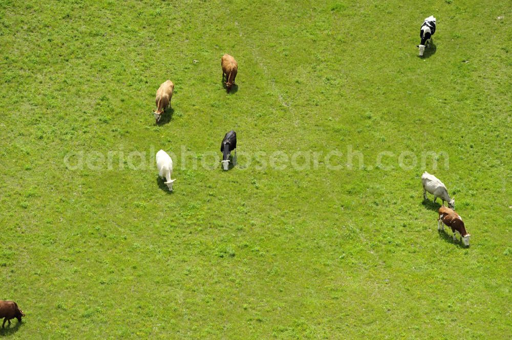 Klein Dratow from the bird's eye view: Kühe auf einer Wiese in der Nähe von Klein Dratow, Mecklenburg-Vorpommern. Cows on a meadow near Klein Dratow, Mecklenburg-Western Pomerania.