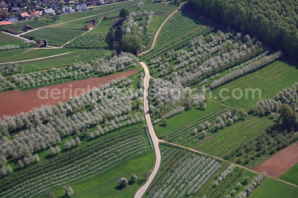 Schliengen from the bird's eye view: Rows of trees of fruit cultivation plantation in a field in Eggenertal with flowering cherry trees in springtime in Schliengen in the state Baden-Wuerttemberg, Germany