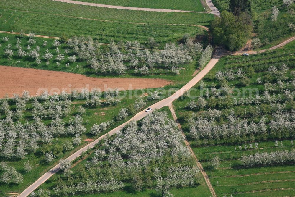 Aerial image Schliengen - Rows of trees of fruit cultivation plantation in a field in Eggenertal with flowering cherry trees in springtime in Schliengen in the state Baden-Wuerttemberg, Germany