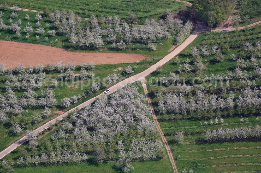 Aerial photograph Schliengen - Rows of trees of fruit cultivation plantation in a field in Eggenertal with flowering cherry trees in springtime in Schliengen in the state Baden-Wuerttemberg, Germany