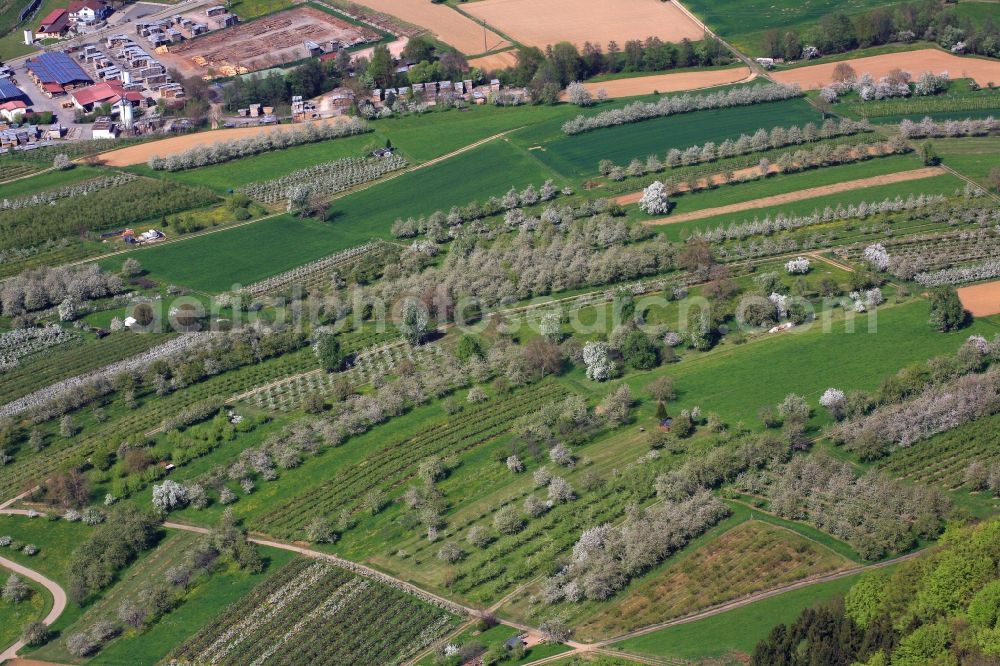 Aerial image Schliengen - Rows of trees of fruit cultivation plantation in a field in Eggenertal with flowering cherry trees in springtime in Schliengen in the state Baden-Wuerttemberg, Germany