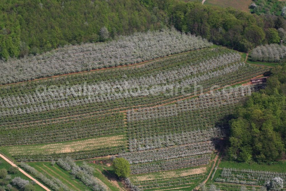 Schliengen from above - Rows of trees of fruit cultivation plantation in a field in Eggenertal with flowering cherry trees in springtime in Schliengen in the state Baden-Wuerttemberg, Germany