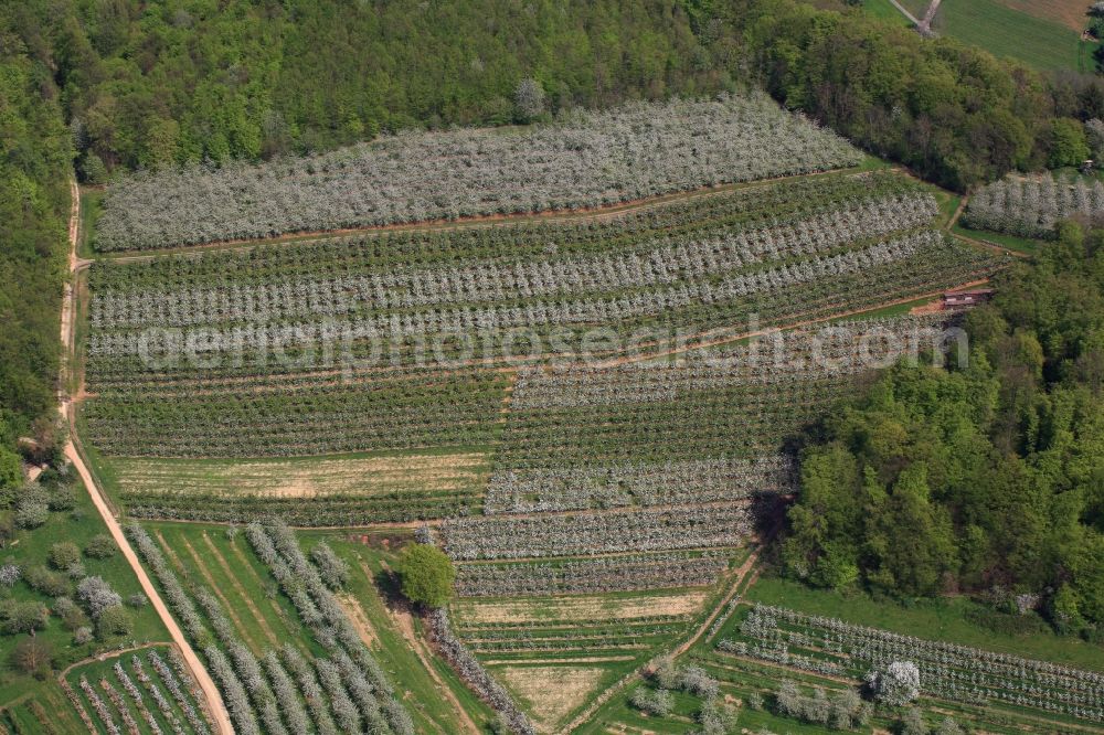 Schliengen from the bird's eye view: Rows of trees of fruit cultivation plantation in a field in Eggenertal with flowering cherry trees in springtime in Schliengen in the state Baden-Wuerttemberg, Germany