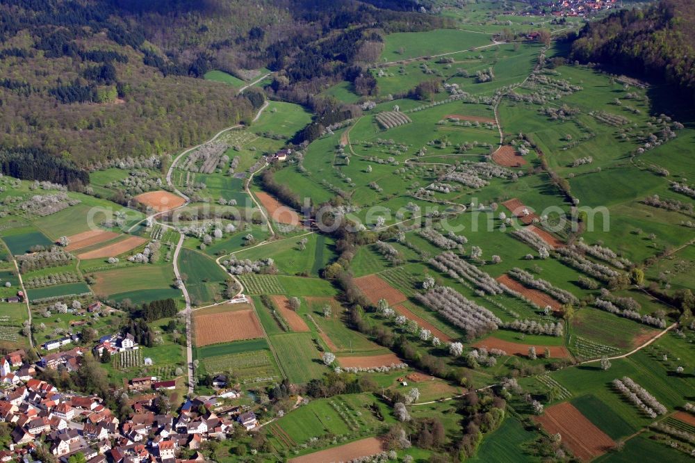 Schliengen from above - The cherry trees bloom in spring in the orchards in the Markgraeflerland at the Schliengener district Obereggenen in the state of Baden-Wuerttemberg. Here ripe cherries for the famous Black Forest cherry brandy