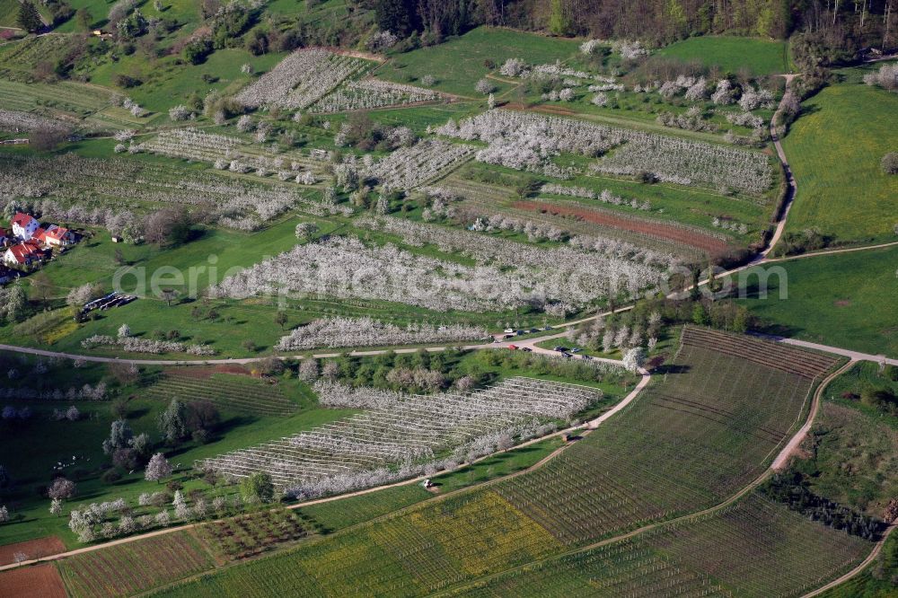 Aerial image Müllheim - The cherry trees bloom in spring in the orchards in the Markgraeflerland at the Muellheimer district Feldberg in the state of Baden-Wuerttemberg. Here ripe cherries for the famous Black Forest cherry brandy