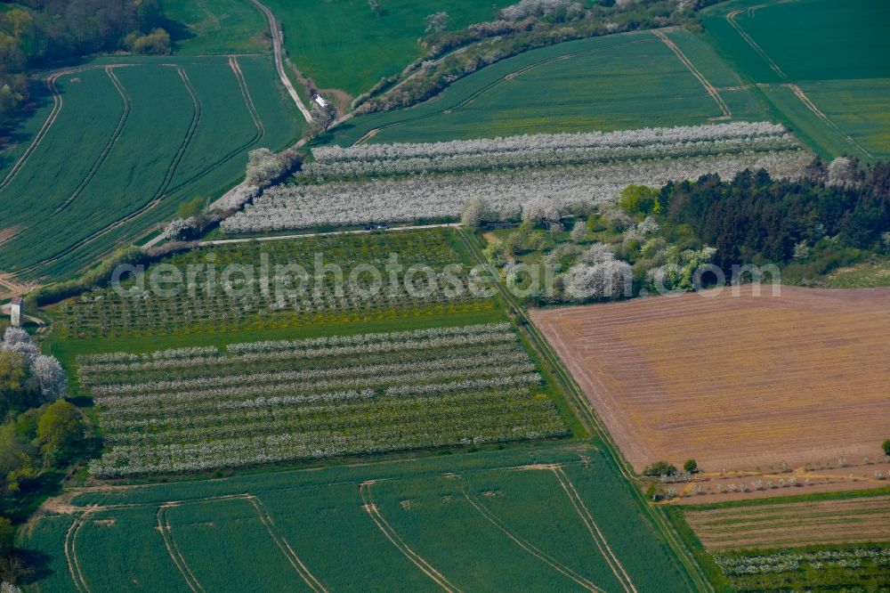 Aerial image Witzenhausen - Cherry blossom in the Werratal in Witzenhausen in the state Hesse, Germany