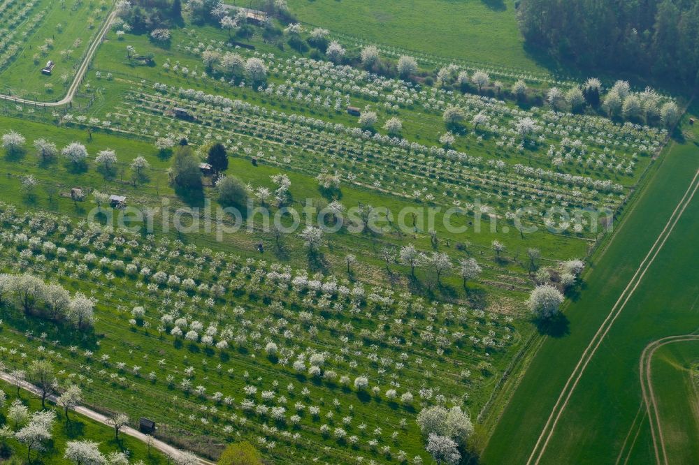 Aerial photograph Witzenhausen - Cherry blossom in the Werratal in Witzenhausen in the state Hesse, Germany