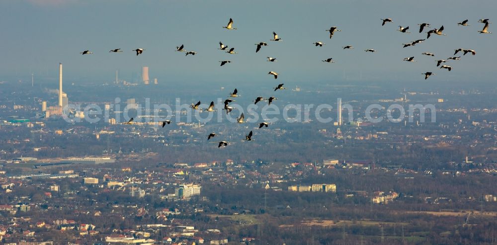 Essen from the bird's eye view: Cranes flying above the city center of Essen in the state of North Rhine-Westphalia