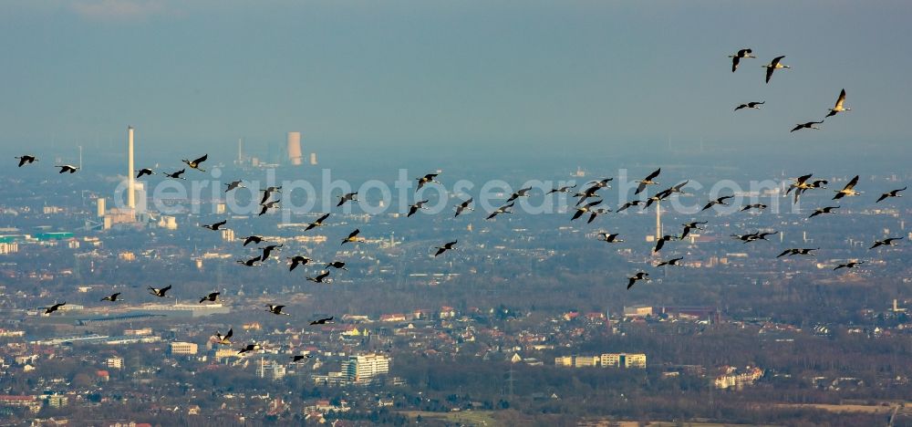 Aerial image Essen - Cranes flying above the city center of Essen in the state of North Rhine-Westphalia