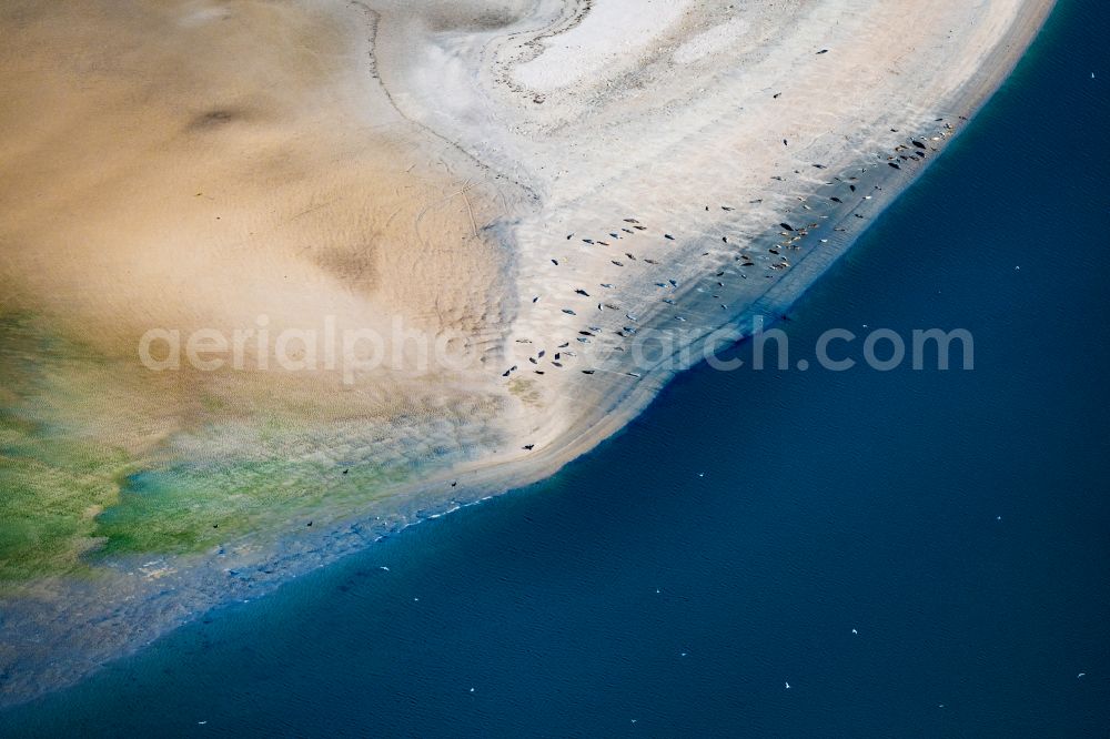 Norderney from the bird's eye view: Coastal landscape and sandbank structures Seals and harbor seals on a sandbank Seehundbank in Norderney in the state Lower Saxony, Germany