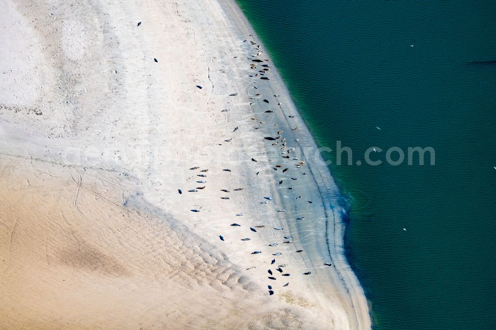 Norderney from the bird's eye view: Coastal landscape and sandbank structures Seals and harbor seals on a sandbank Seehundbank in Norderney in the state Lower Saxony, Germany